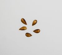 Maribelle apple seeds